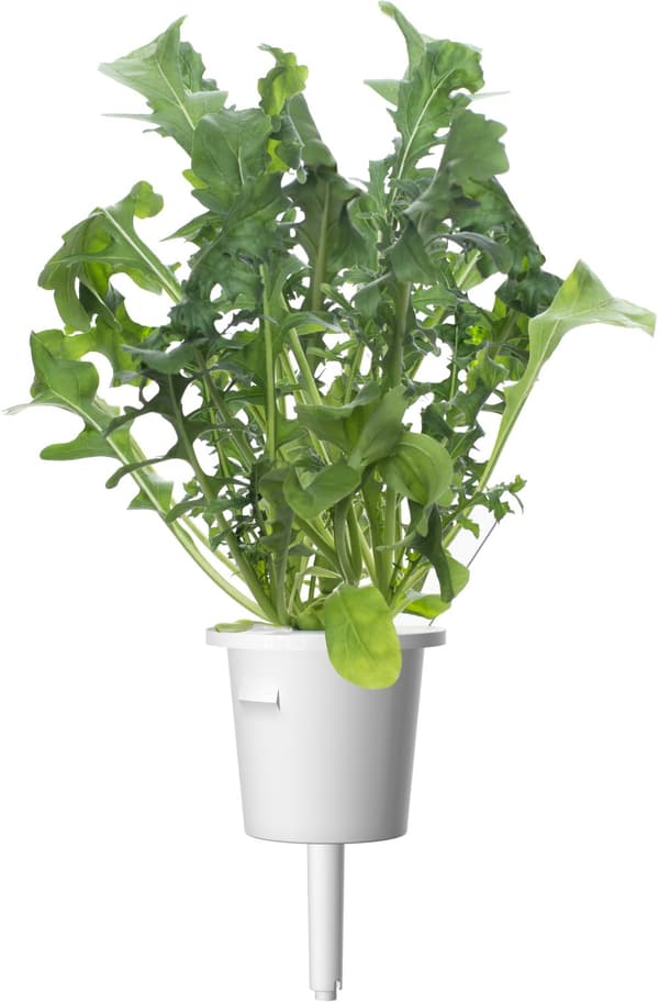 Click & Grow Plant Pod Salad Mix 9pcs