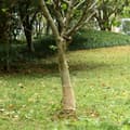 Miniatyrbilde 7 av 7: vidaXL Juterull 0,25x100 m 100% jute 200 gsm