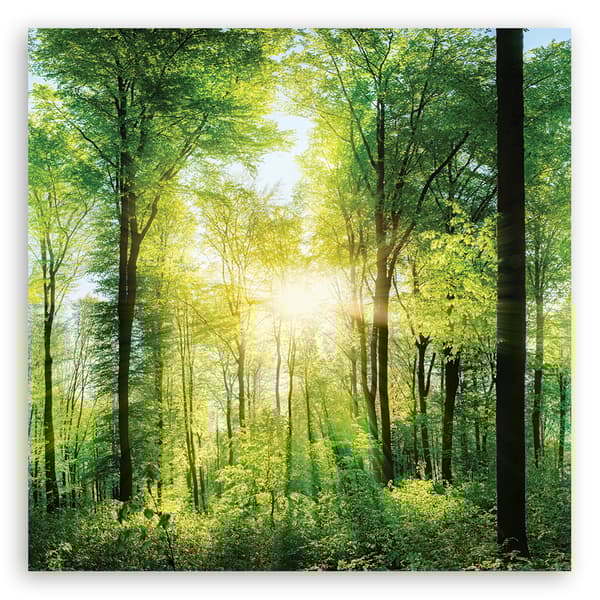 Kuva kankaalle, auringonsäteet Forest Nature Spa Purple - 60x60