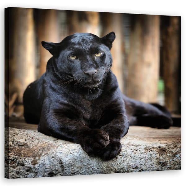 Billede på lærred, Black Panther - 30x30