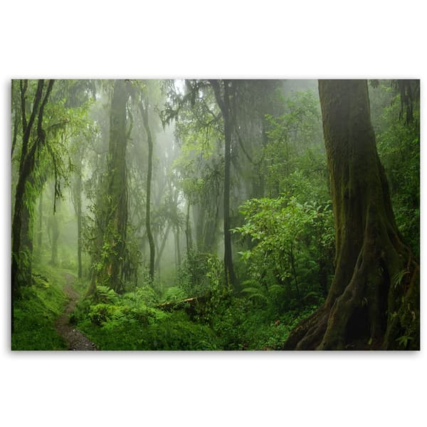 Bild på duk, Tropisk djungelskog - 100x70