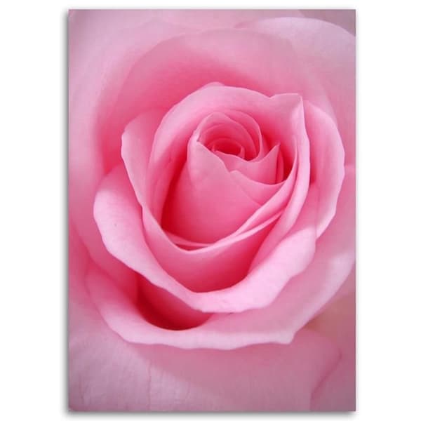 Billede, Pink rosenblade blomst - 40x60