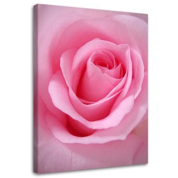 Billede, Pink rosenblade blomst - 40x60