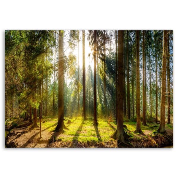 Bild på duk, Strålar i en solig skog - 120x80