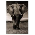 Miniatyrbild 3 av 6: Bild, XXL elefant på savannen - 70x100