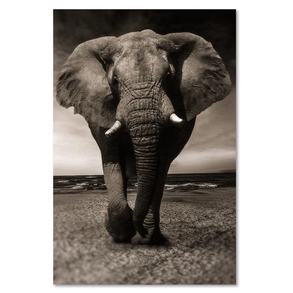 Bild, XXL elefant på savannen - 70x100