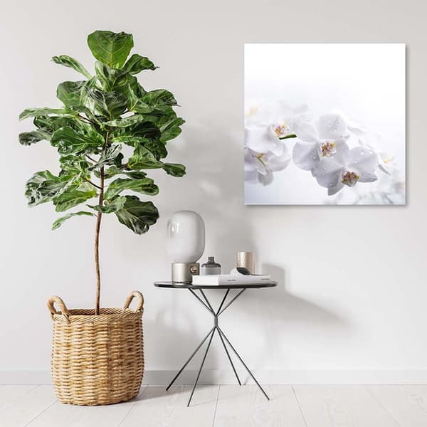Billede på lærred, Hvide orkideer på hvid baggrund - 30x30