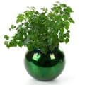 Pikkukuva 2 / 4: DEKORATIIVILASI VERRE3 (1) FI 15 X 11 CM VIHREÄ