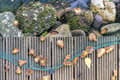Miniatyrbillede 8 af 8: Damnet 33 m x 12 m Bladnet Net Bladbeskyttelsesnet robust