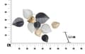 Miniatyrbild 7 av 7: FURNLUX VÄGGKONST BLAD SVART 63CM