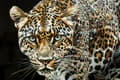 Miniatyrbild 2 av 6: FURNLUX VÄGGKONST JAGUAR SVART 82CM