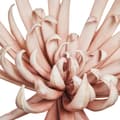 Miniatyrbild 2 av 6: FURNLUX DEKORATION HAPPIA ROSA 25CM