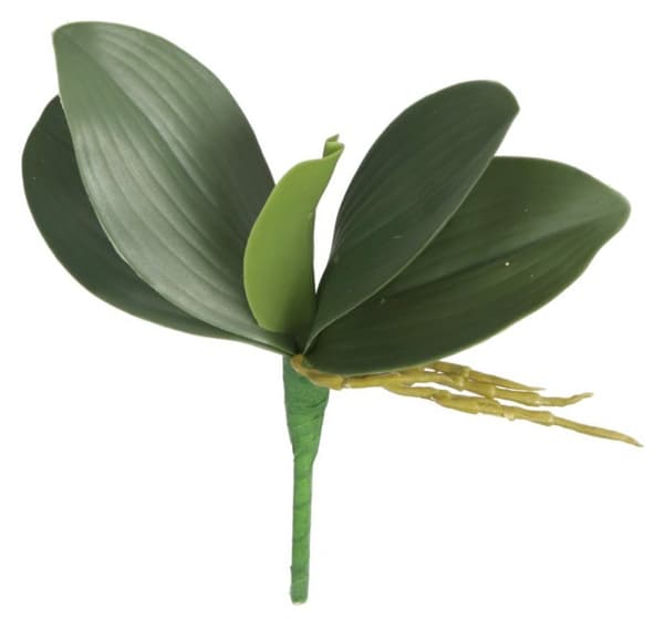 BLAD ORKIDIÉ BLAD ORKIDIÉ GUMMIBLAD