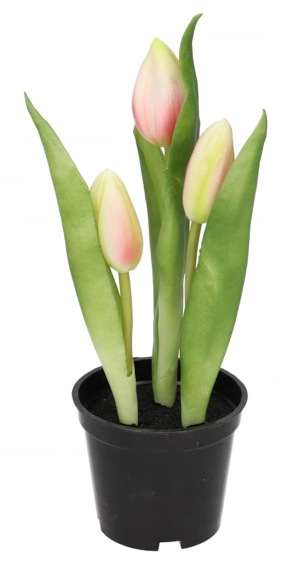 TULPANER TULPANBUKETT GUMMIBLOMMOR SOM LIVET