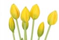Miniatyrbillede 3 af 6: TULIPANER BUKETT MED TULIPANER GUMMIBELAGTE GUMMISILIKONE-LIKE LIFE 7 STK.