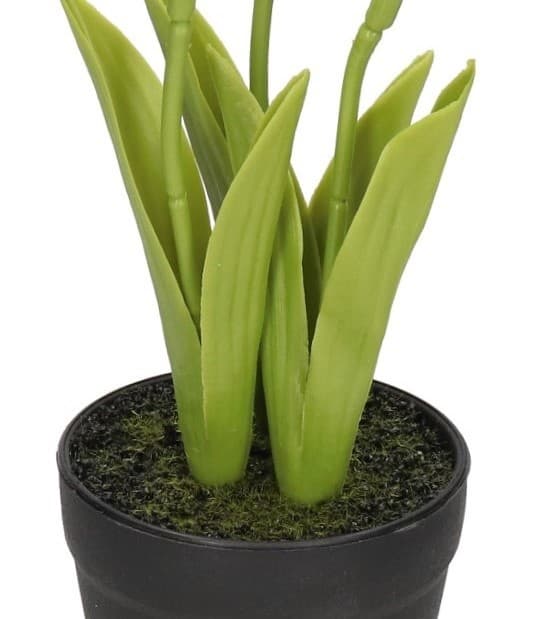TULIPANER TULIPANER BUKET GUMMIBLOMSTER SOM LIVET