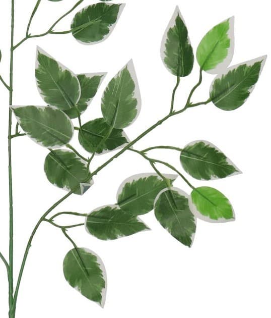 TEKOKUKAT LEHTI FICUS BENJAMIN LEHDET 60CM
