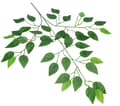 Miniatyrbillede 3 af 4: KUNSTIGE BLOMSTER BLAD FICUS BENJAMIN BLADE 60CM
