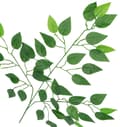 Miniatyrbillede 2 af 4: KUNSTIGE BLOMSTER BLAD FICUS BENJAMIN BLADE 60CM
