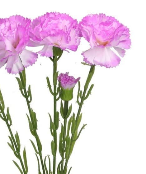KONSTGJORDA BLOMMOR VÄXTER ENKEL NÄLIKA NÄLIKOR