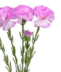 Miniatyrbild 4 av 4: KONSTGJORDA BLOMMOR VÄXTER ENKEL NÄLIKA NÄLIKOR
