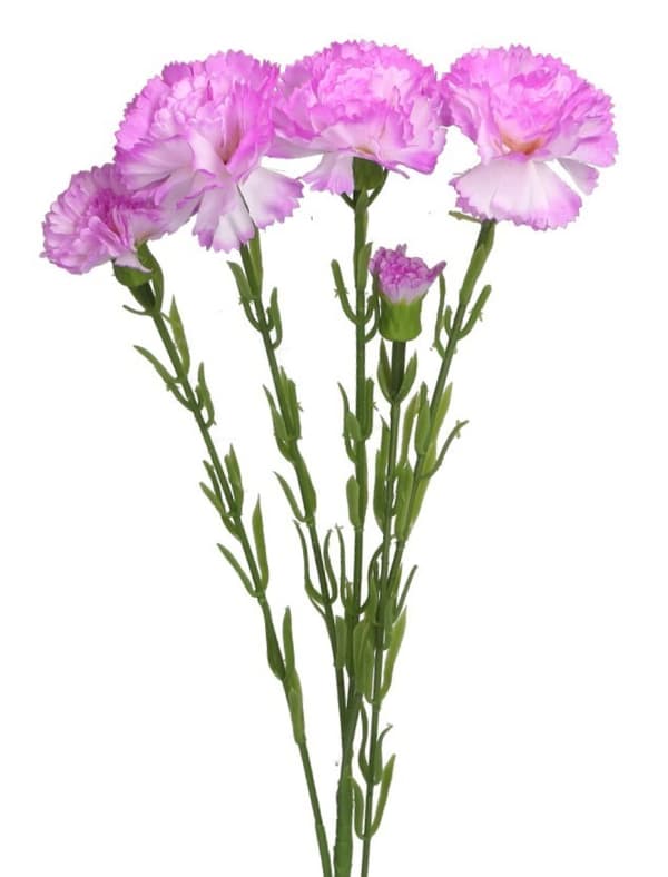 KONSTGJORDA BLOMMOR VÄXTER ENKEL NÄLIKA NÄLIKOR