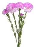 Miniatyrbild 1 av 4: KONSTGJORDA BLOMMOR VÄXTER ENKEL NÄLIKA NÄLIKOR
