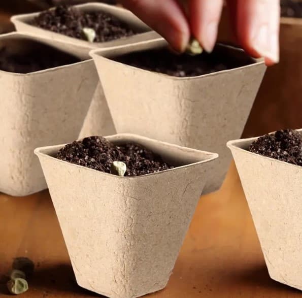 Torvkrukor för plantor 8 cm 20 st