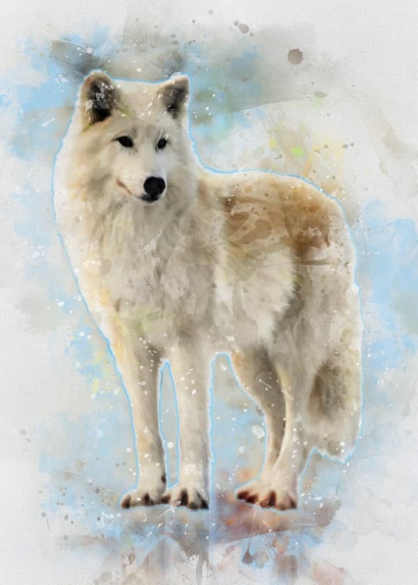 A3 Print - White Wolf - Vit Varg