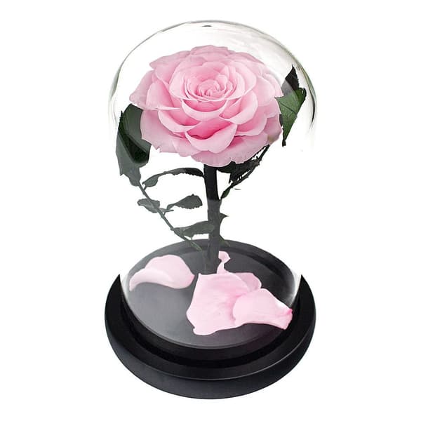Stor Rose i Glasskuppel - Rosa