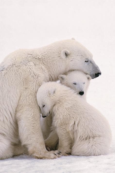 Polar bears