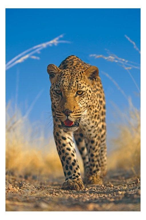 Cheeta
