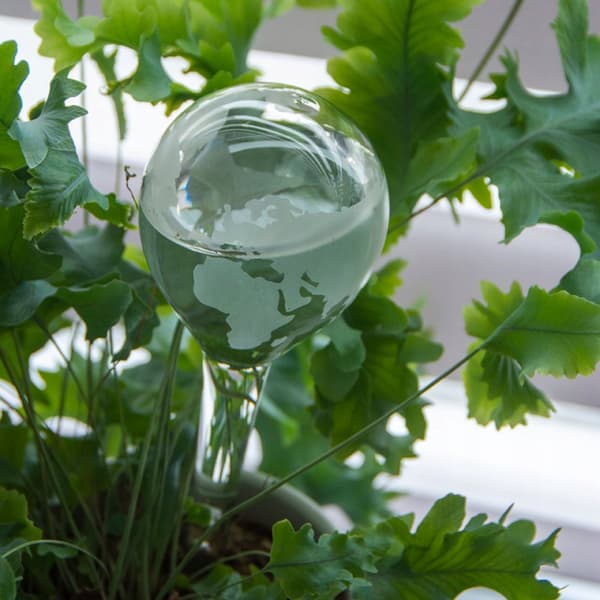 Glasplantevander GLOBE