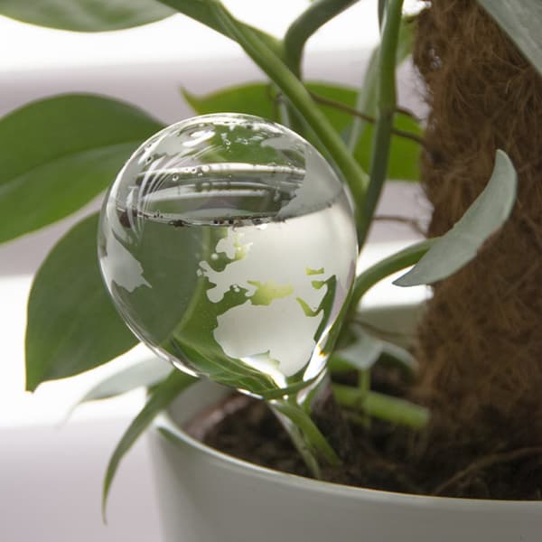 Glasplantevander GLOBE