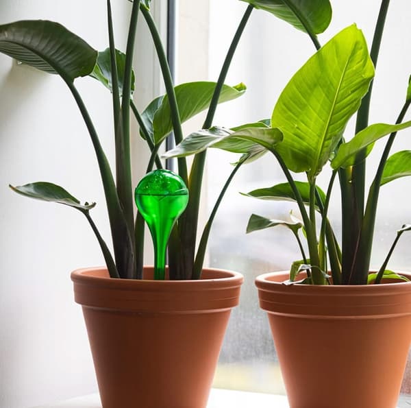 Sæt med 2 vandkugler til blomster 400 ml