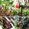Miniatyrbillede 3 af 5: INF Intelligent Irrigation Have Kit til vanding af haven 5M 10 Dripper
