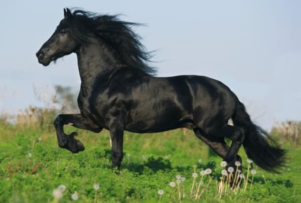 Schmidt Spiele 55588, 48 stykker, Fauna, 3 år