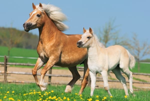 Schmidt Spiele 55588, 48 stykker, Fauna, 3 år