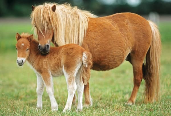 Schmidt Spiele 55588, 48 stykker, Fauna, 3 år