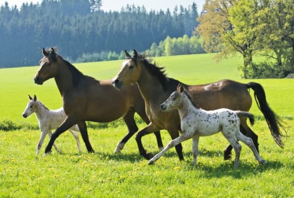 Schmidt Spiele 55588, 48 stykker, Fauna, 3 år