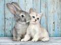 Miniatyrbild 4 av 5: Clementoni High Quality Collection - Katt & Kanin - pussel - 500 delar