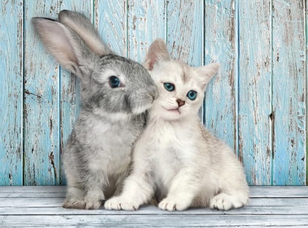 Clementoni High Quality Collection - Katt & Kanin - pussel - 500 delar