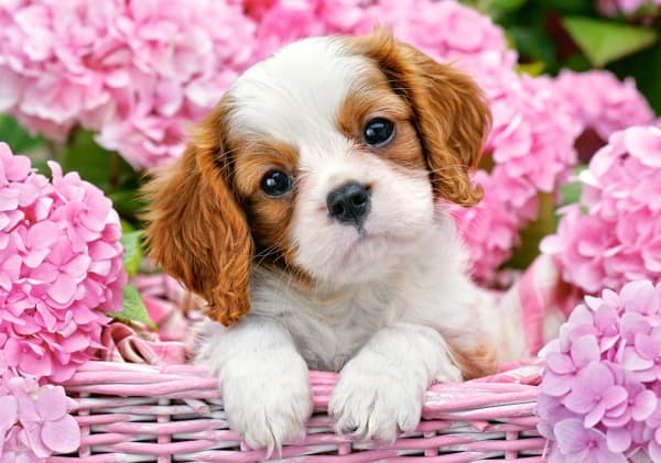 Castorland Pup in pink flowers 500 pcs, 500 stykker, Fauna, 9 år
