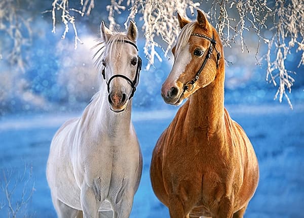 Castorland The Winter Horses 260 pcs, 260 stykker, Fauna, 8 år