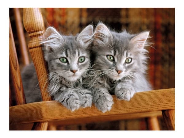 Clementoni High Quality Collection - Kittens - pussel - 500 delar