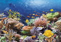 Pikkukuva 3 / 5: Castorland Coral Reef Fishes 1000 pcs, 1000 kpl, Kasvit ja eläimistö, 9 vuosi/vuosia