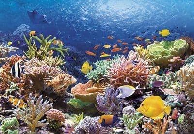Castorland Coral Reef Fishes 1000 pcs, 1000 kpl, Kasvit ja eläimistö, 9 vuosi/vuosia