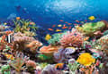 Pikkukuva 2 / 5: Castorland Coral Reef Fishes 1000 pcs, 1000 kpl, Kasvit ja eläimistö, 9 vuosi/vuosia