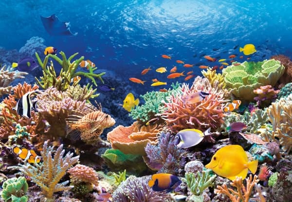 Castorland Coral Reef Fishes 1000 pcs, 1000 kpl, Kasvit ja eläimistö, 9 vuosi/vuosia