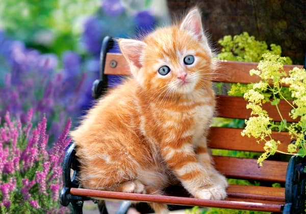 Castorland Ginger kitten 500 pcs, 500 stykker, Fauna, 9 år